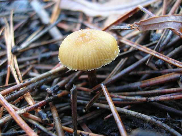 Galerina spec. Cod.: DSCN 2611